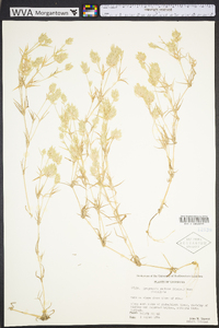 Eragrostis reptans image